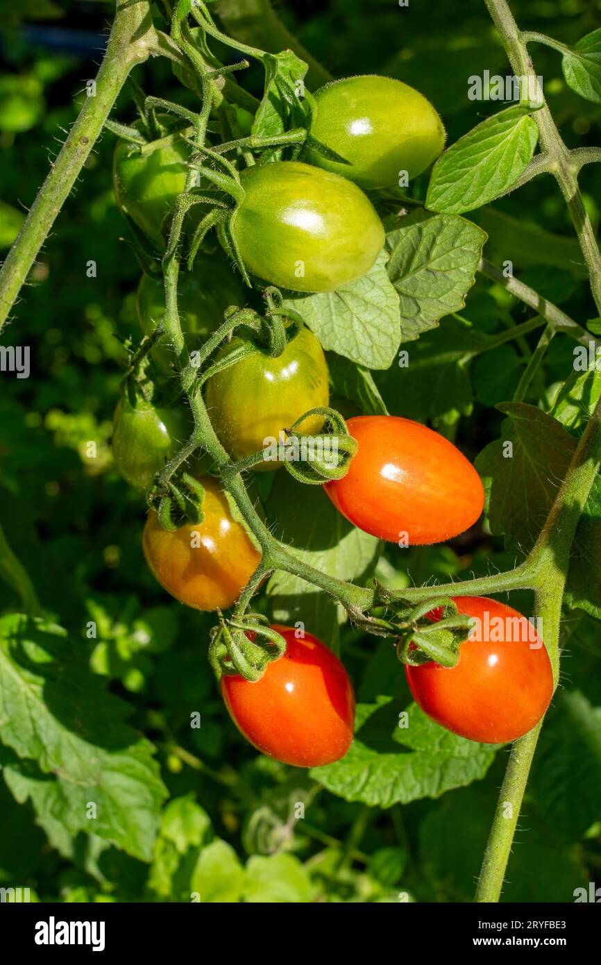 Issaquah, Washington, USA.  Super Nova Grape tomatoes on the vine in various stages of ripeness. Stock Photo