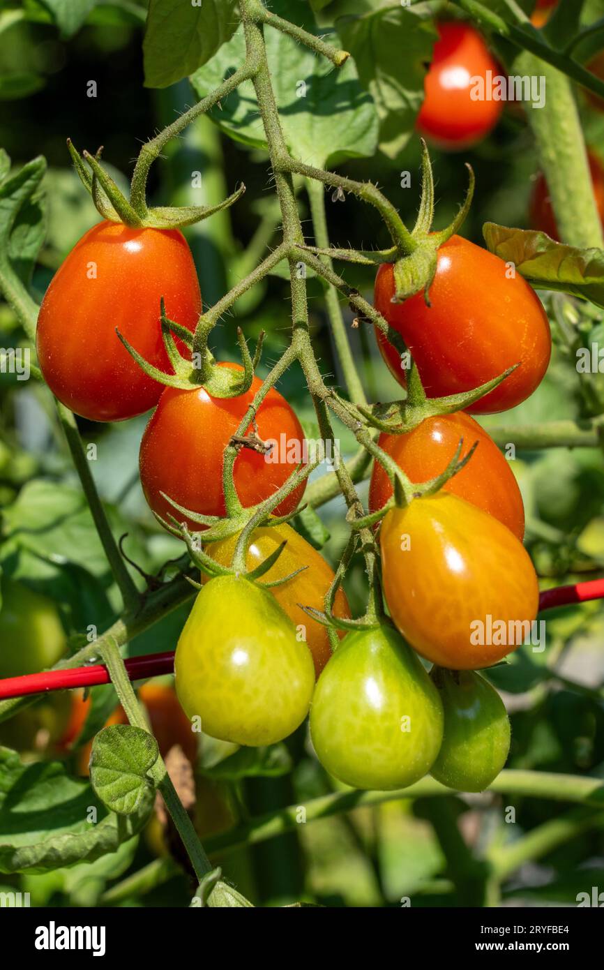 Issaquah, Washington, USA.  Cherry Roma tomatoes on the vine in various stages of ripeness. Stock Photo