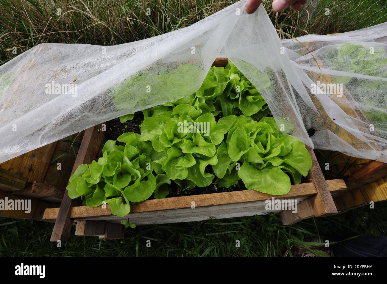 Plastic greenhouse or foil greenhouse in agriculture Stock Photo
