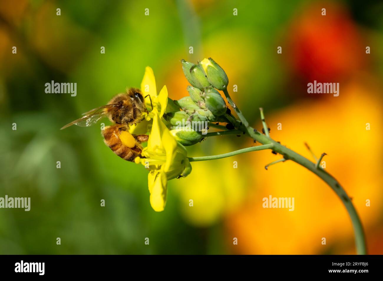 Issaquah, Washington, USA.  Honeybee on arugula gone to flower. Stock Photo