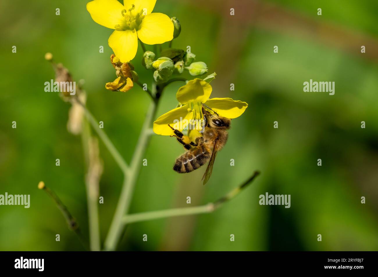 Issaquah, Washington, USA.  Honeybee on arugula gone to flower. Stock Photo