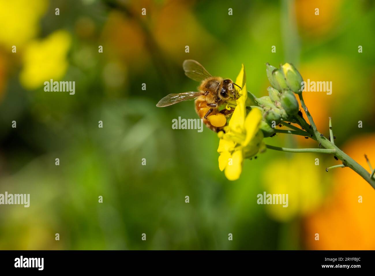 Issaquah, Washington, USA.  Honeybee on arugula gone to flower. Stock Photo