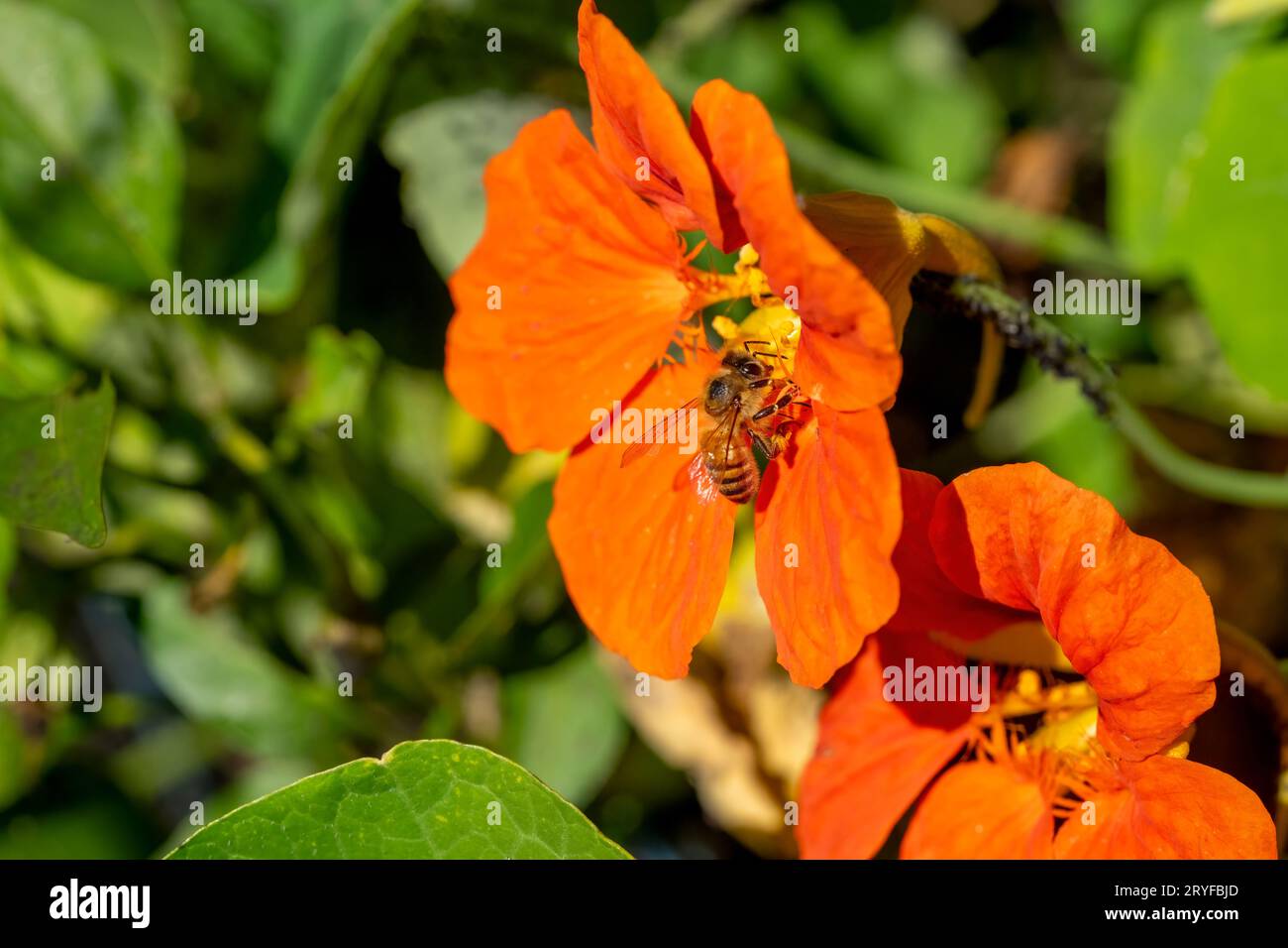 Issaquah, Washington, USA.  Honeybee pollinating a nasturtium flower. Stock Photo