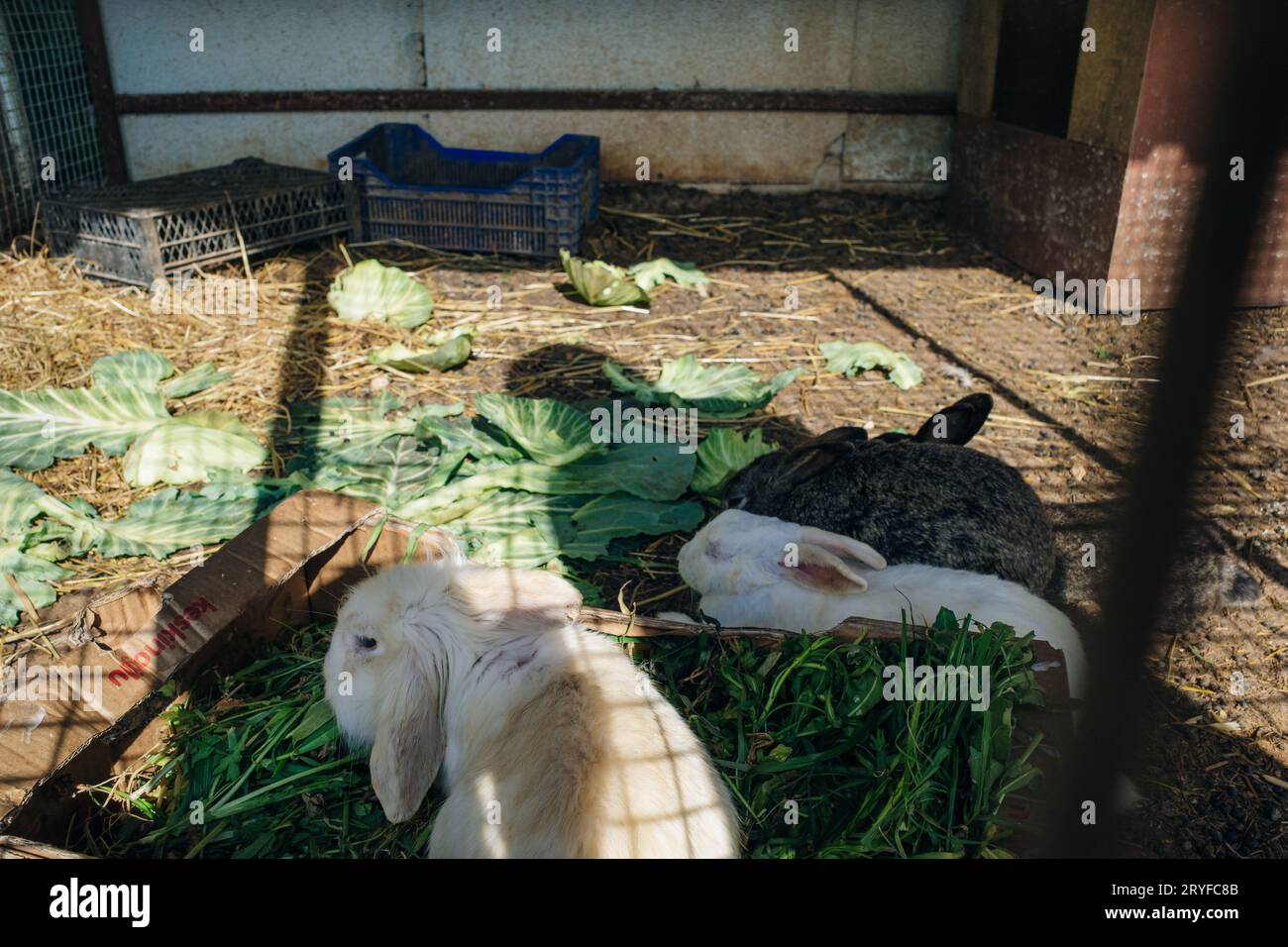 Domestic rabbits pen hi-res stock photography and images - Alamy
