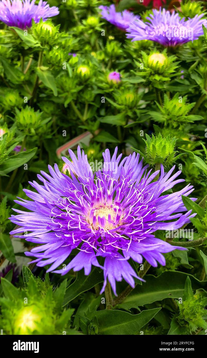 Picture of beautiful dahlia or aster flowers against the background of nature. Decorative flowers. Stock Photo