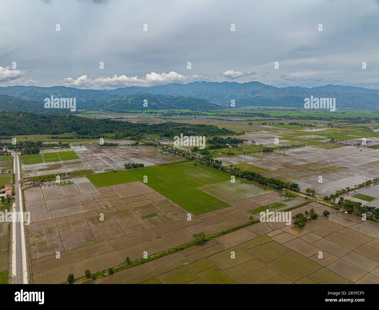 Mindanao Rice Mountain farmland and agricultural with paddy fields in the Philippines ...