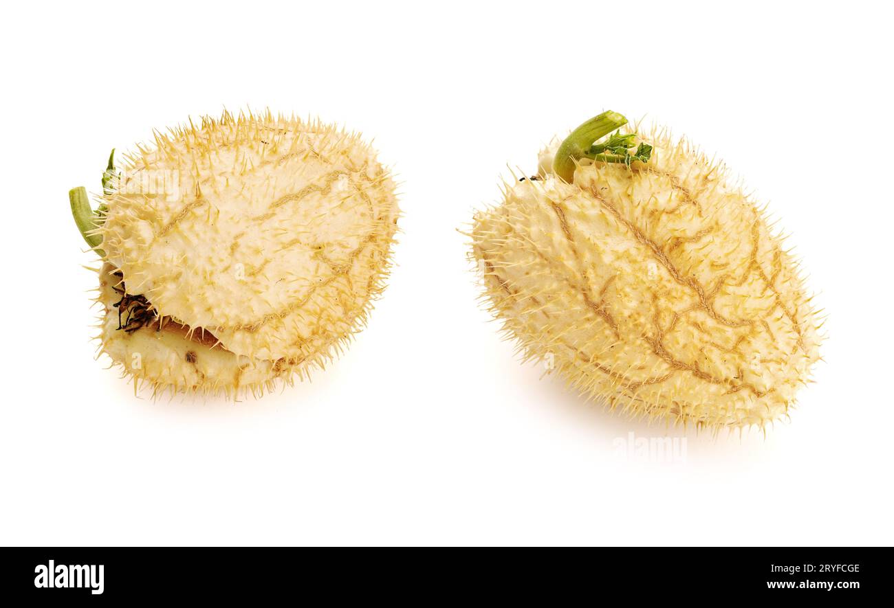 Prickly Chayote Squash fruit isolated on white background. Sechium edule Stock Photo