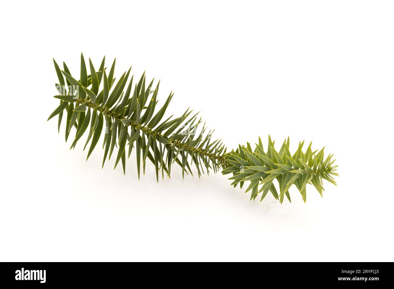Brazilian pine twig isolated on white background. Araucaria angustifolia Stock Photo