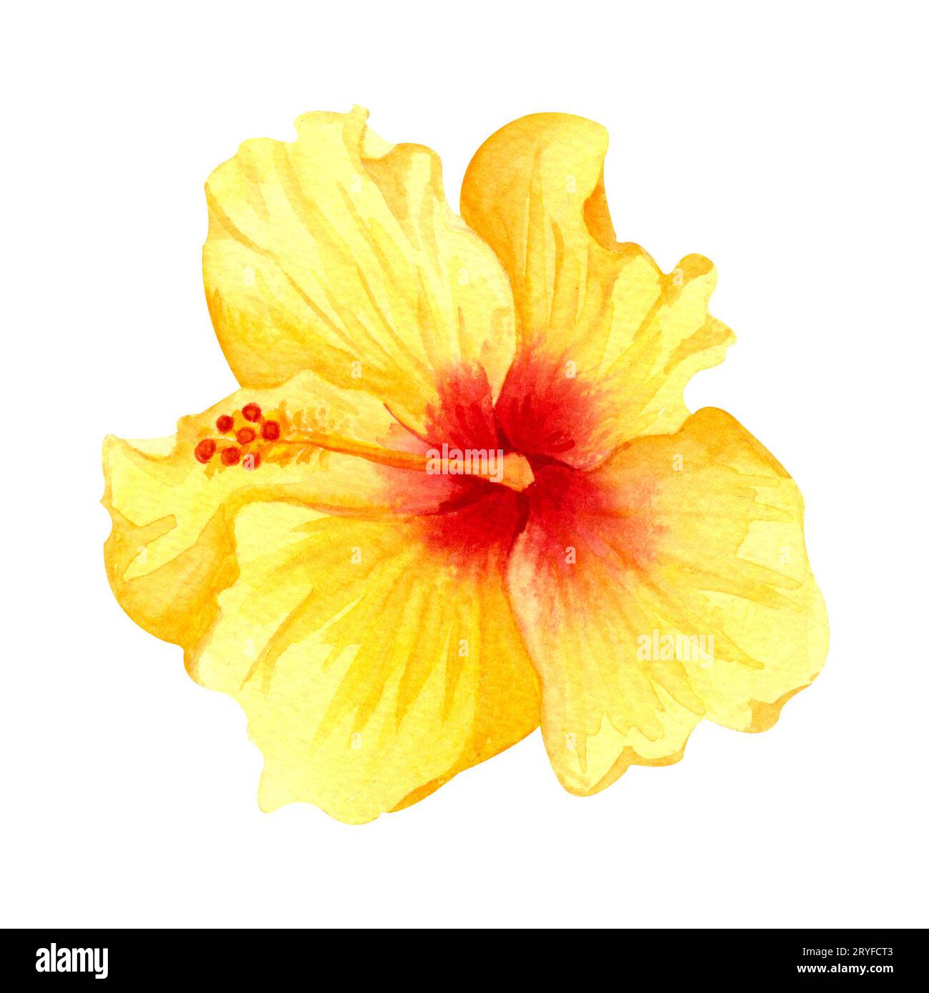 Watercolor Hibiscus - Purple