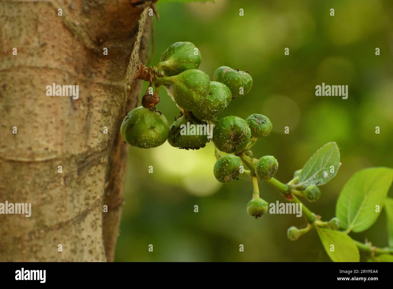 Close up photo of ficus fruits with blur background. Java, Indonesia. Stock Photo