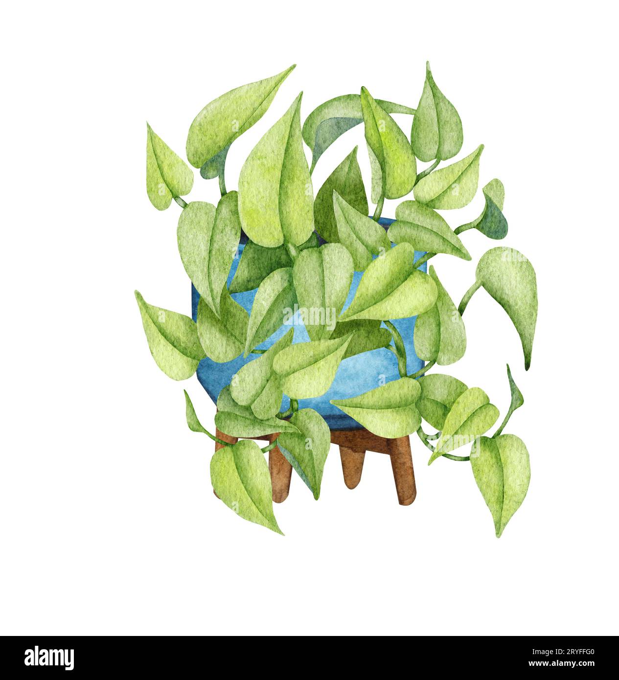 Hand painted watercolor pothos houseplant. Potted hanging plant illustration. Potted Neon-Pothos Stock Photo