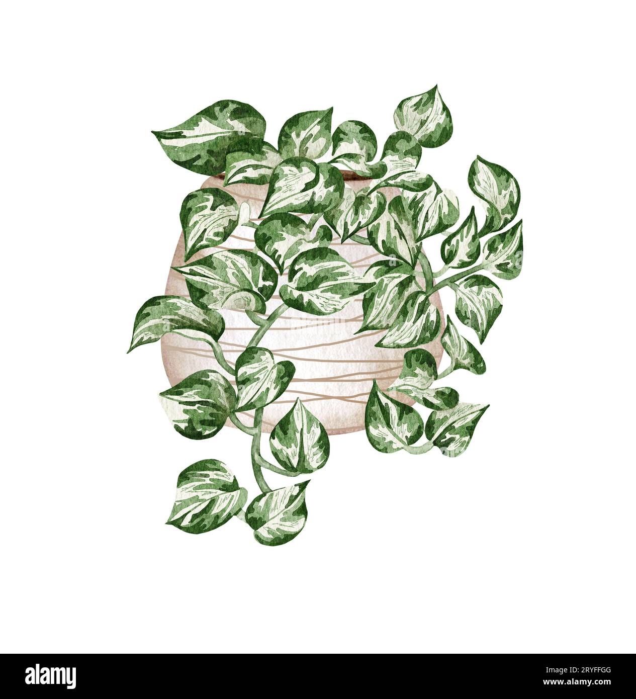 Hand painted watercolor pothos houseplant. Potted hanging plant illustration. Potted Manjula-Pothos Stock Photo