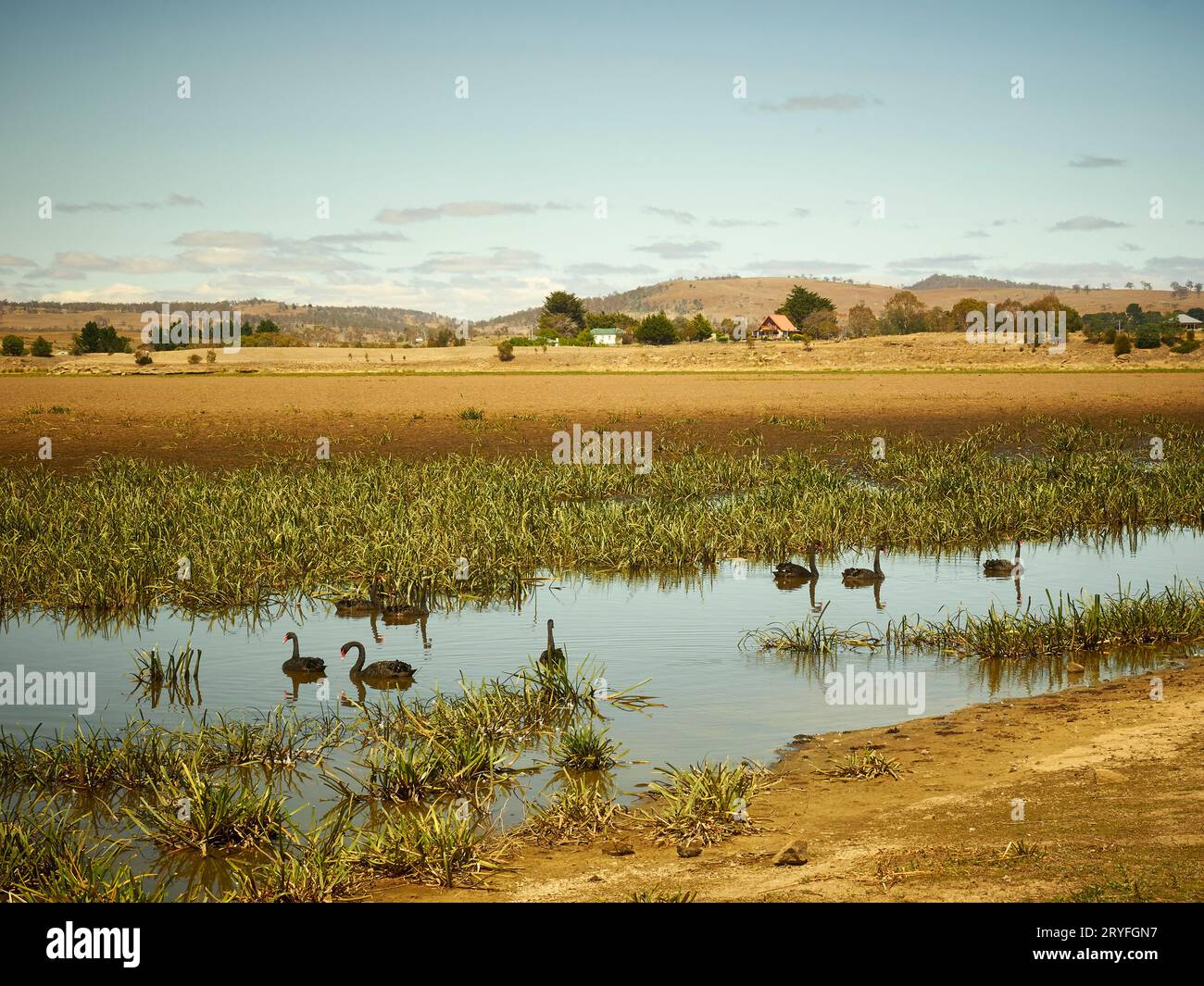 Oatlands central Tasmania, wetlands.  Black swans in the open water and marshland. Blue sky with a little cloud. Stock Photo