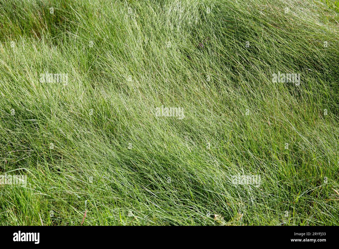 Wild green grass abstract background texture Stock Photo