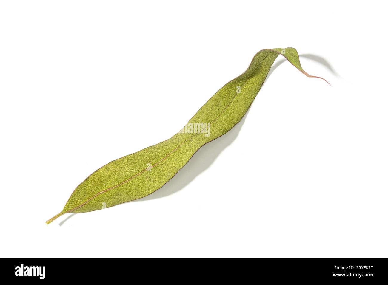 Dry Eucalyptus leaf isolated on white background Stock Photo