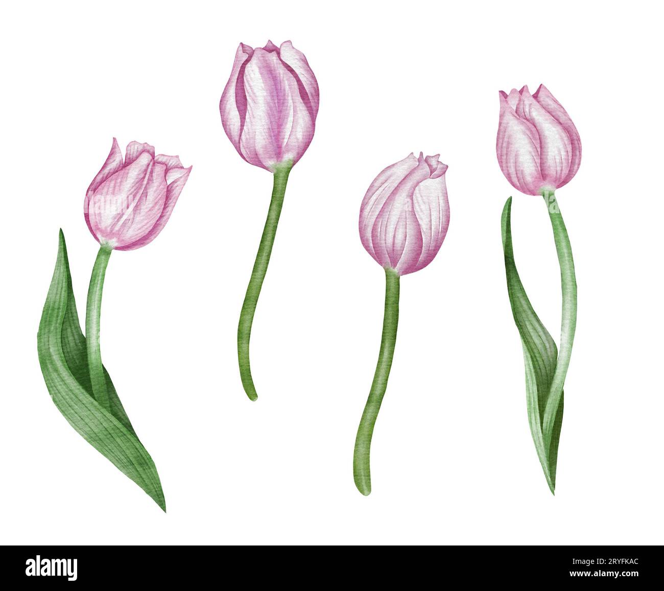 Watercolor pink tulip flowet set. Spring