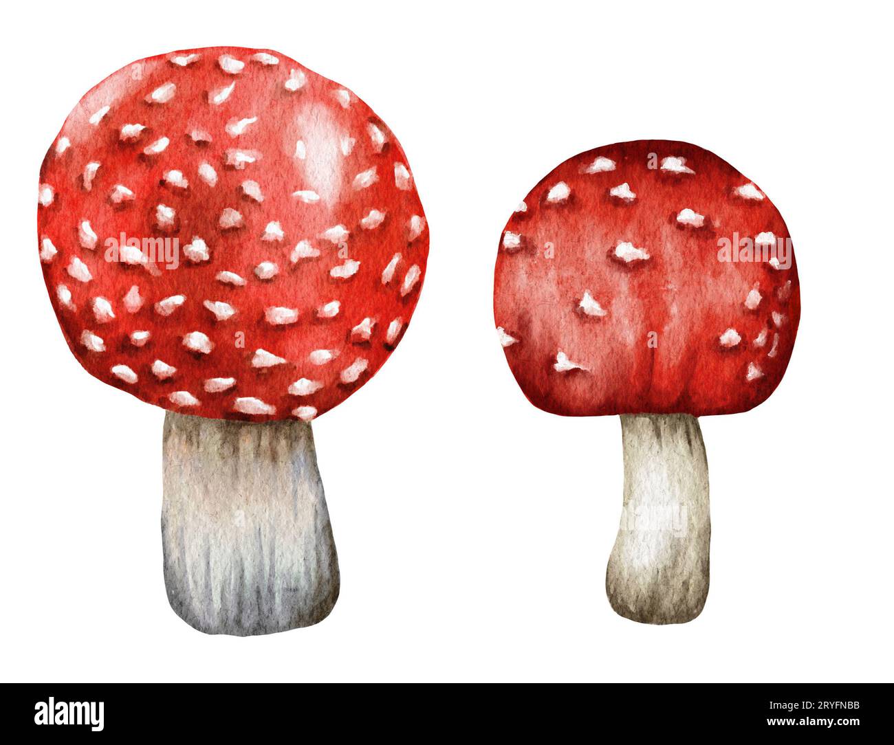 Watercolor dangerous poisonous mushrooms red Amanita muscaria wild fungus fungi from autumn fall forest woodland natural season Stock Photo