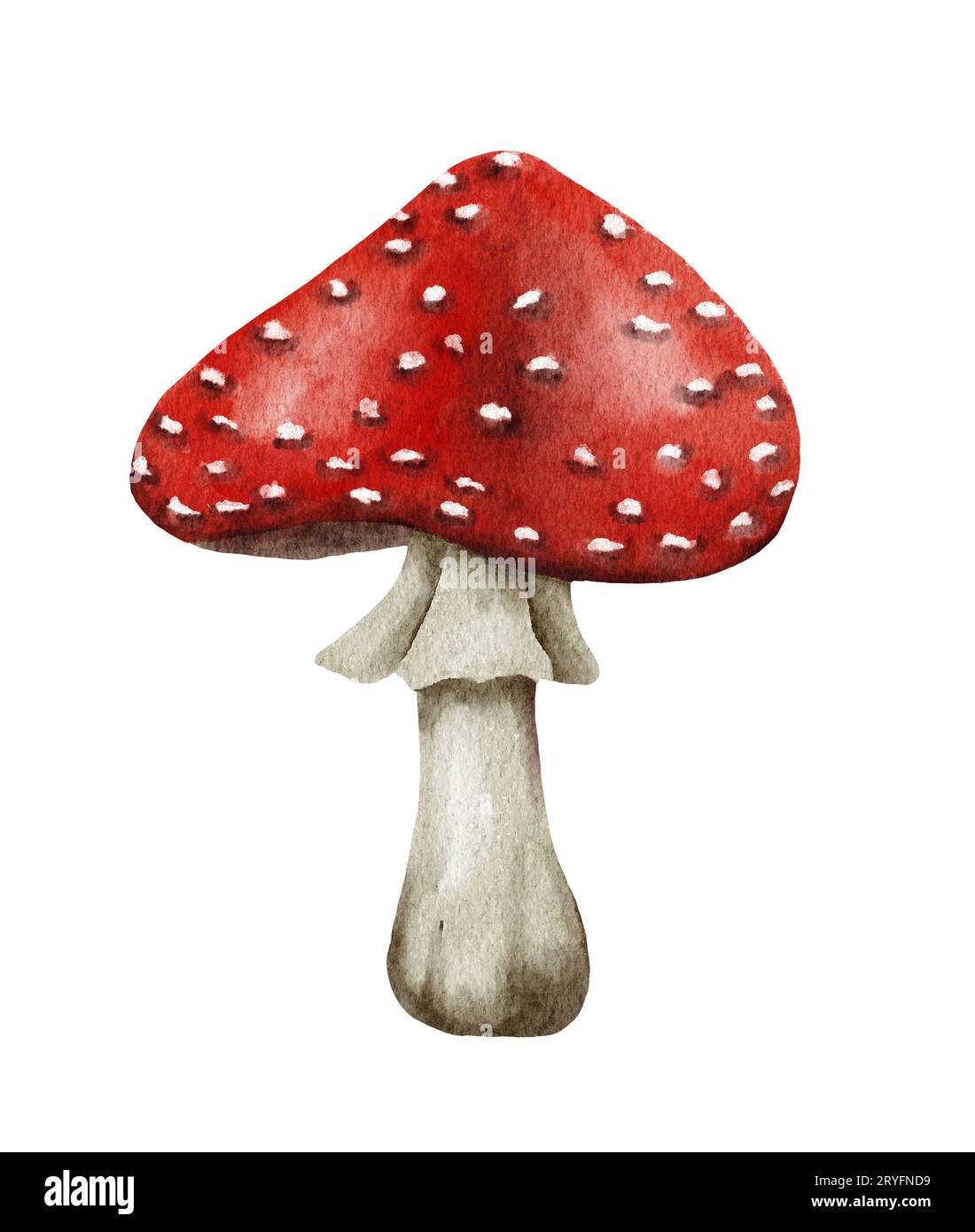 Watercolor dangerous poisonous mushrooms red Amanita muscaria wild fungus fungi from autumn fall forest woodland natural season Stock Photo
