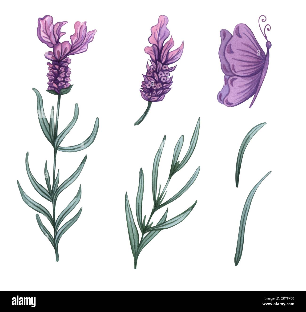 Lavender flowers set. Watercolor illustrations of lavender flowers and