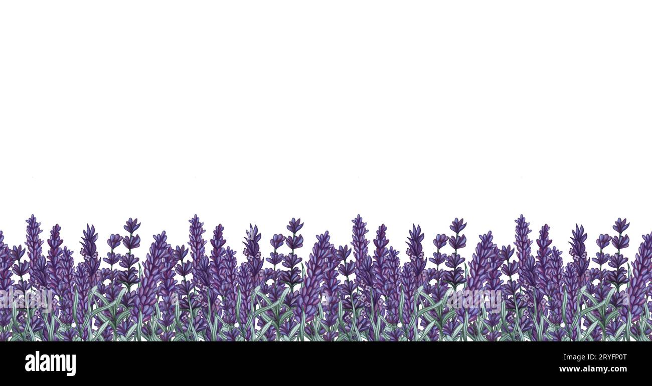 Watercolor seamless lavender border. Border of lavender Stock Photo Alamy