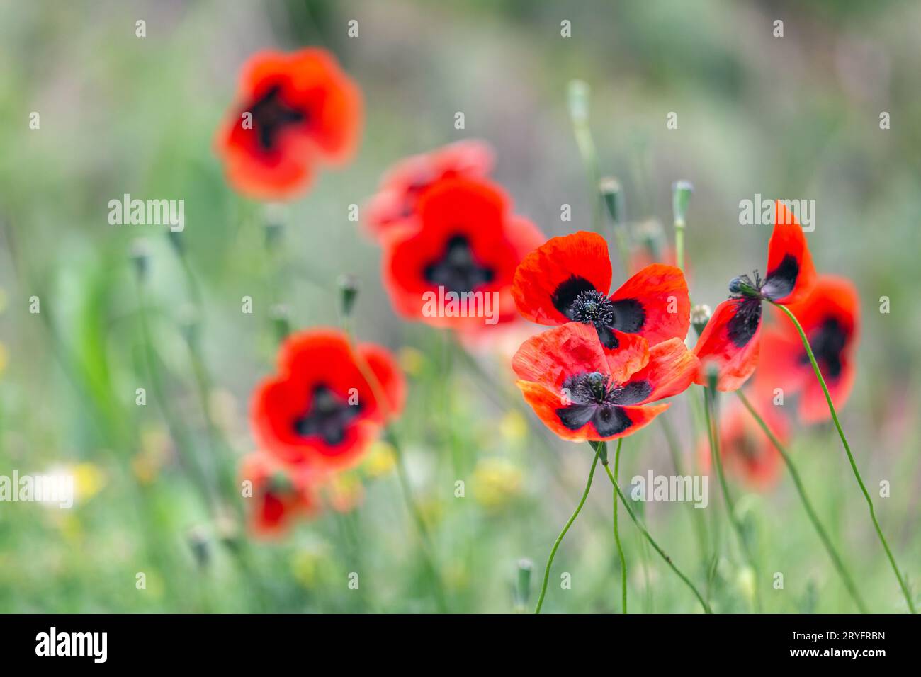 Red poppies field, remembrance day symbol Stock Photo Alamy