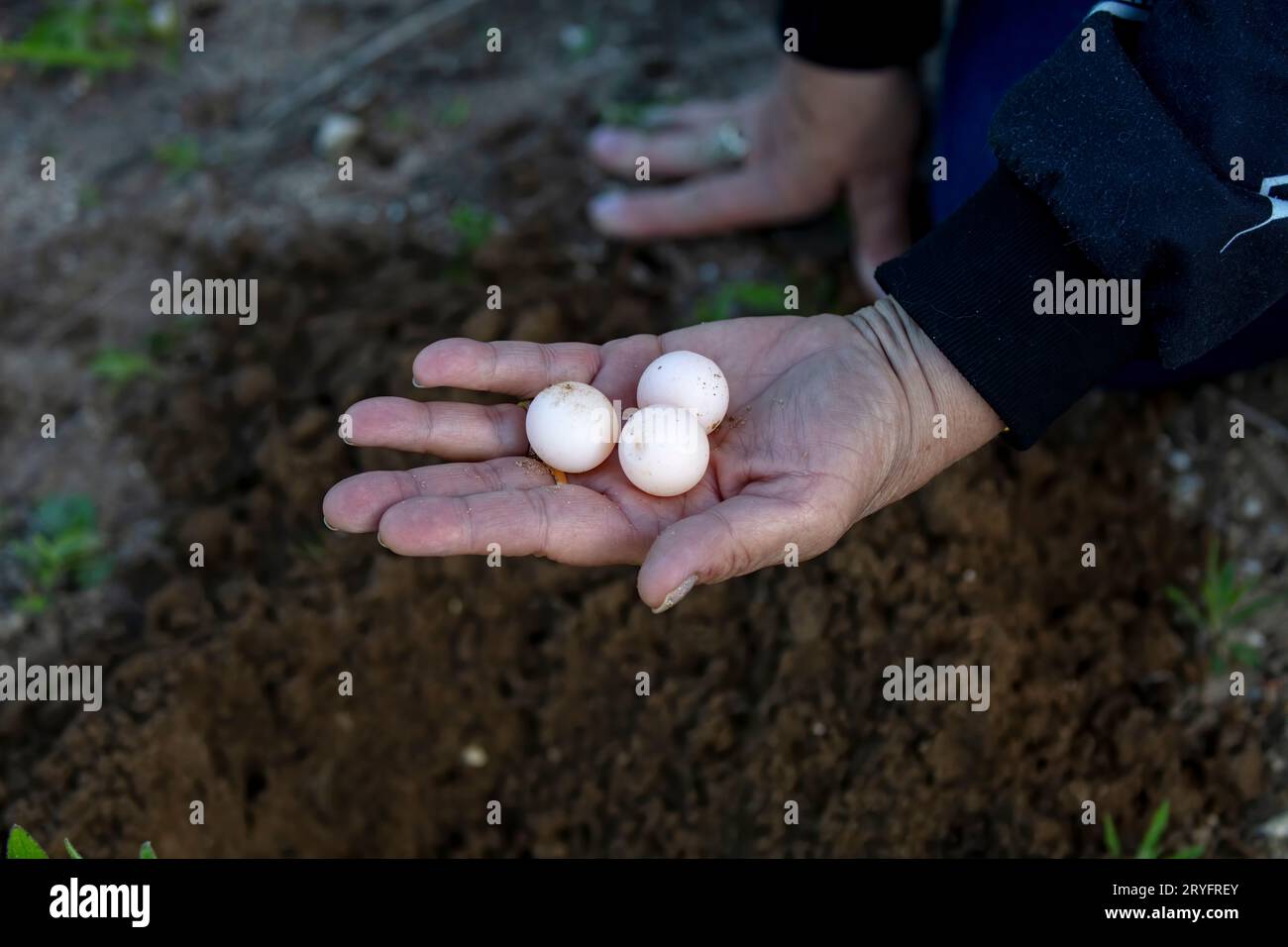 The common snapping turtle eggs (Chelydra serpentina) Stock Photo