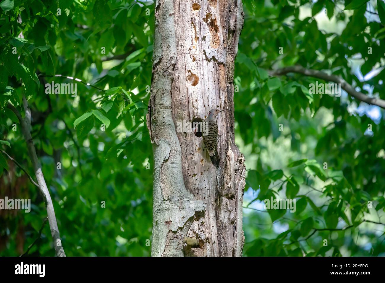 The Northern flicker (Colaptes auratus) Stock Photo