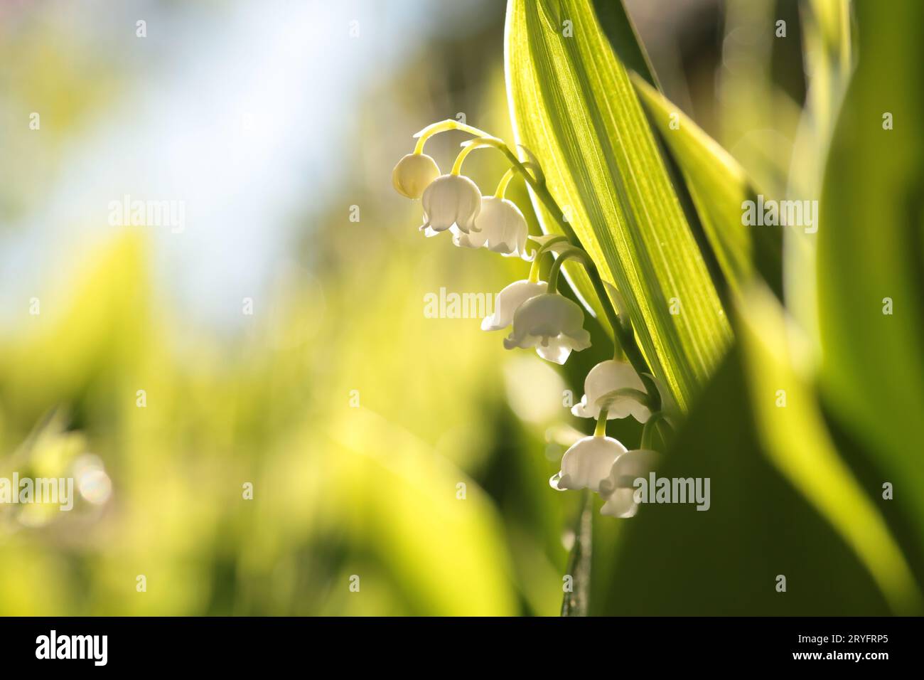 Lily of the valley Stock Photo Alamy