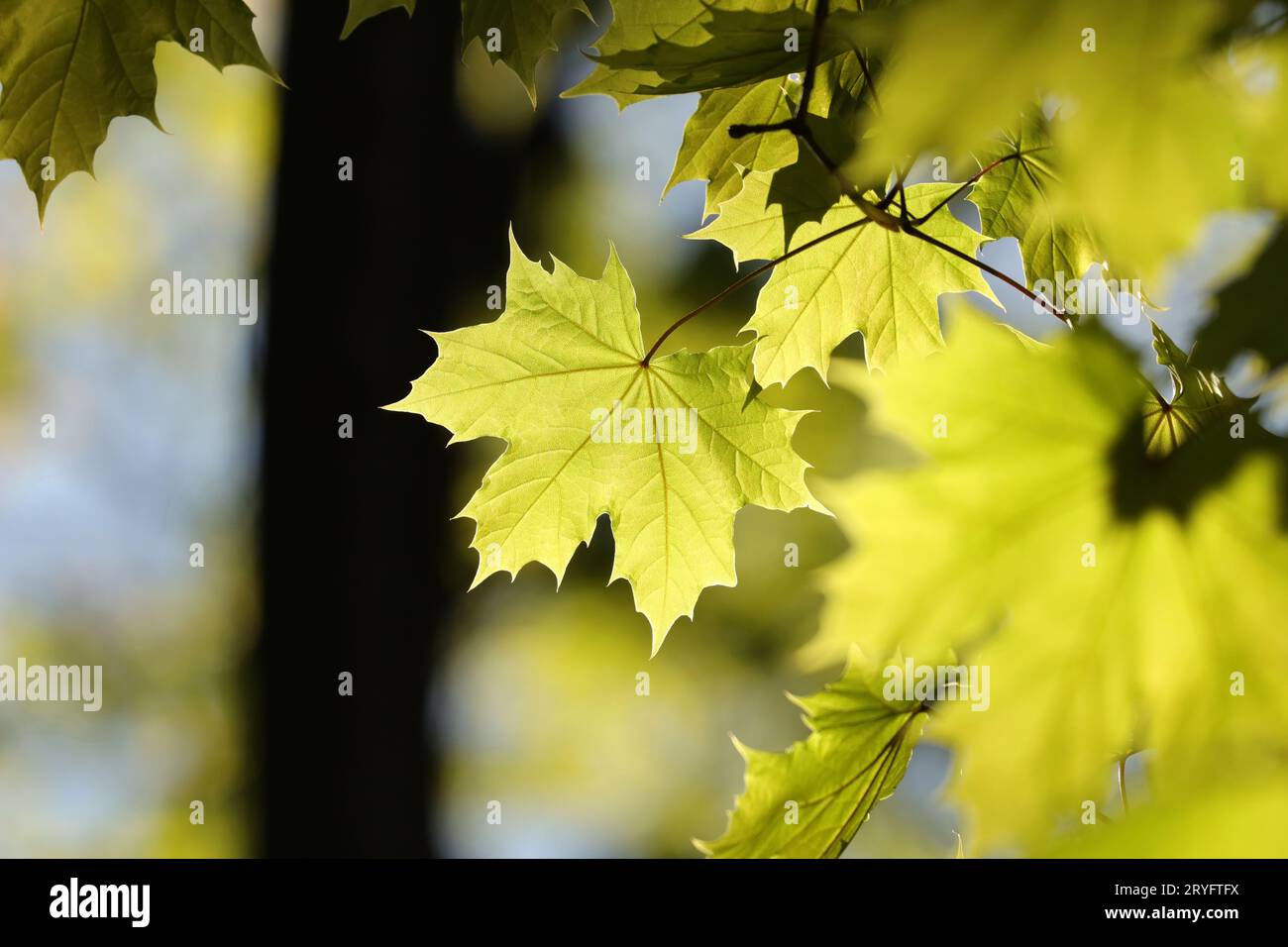 Maple green leaves close hi-res stock photography and images - Alamy
