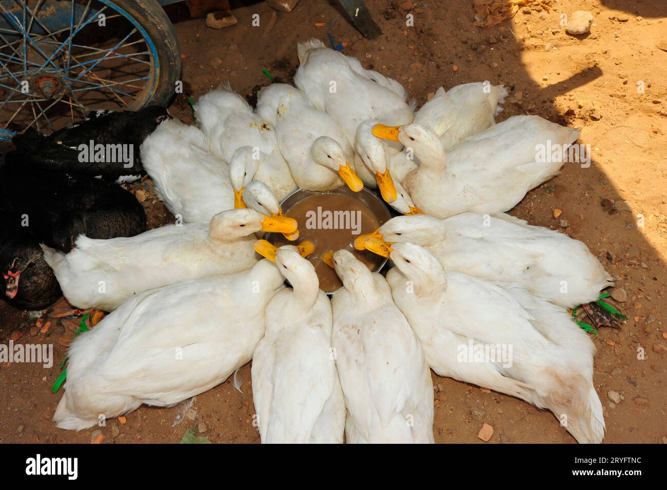 Ducks in poultry husbandry and animal farming Stock Photo Alamy