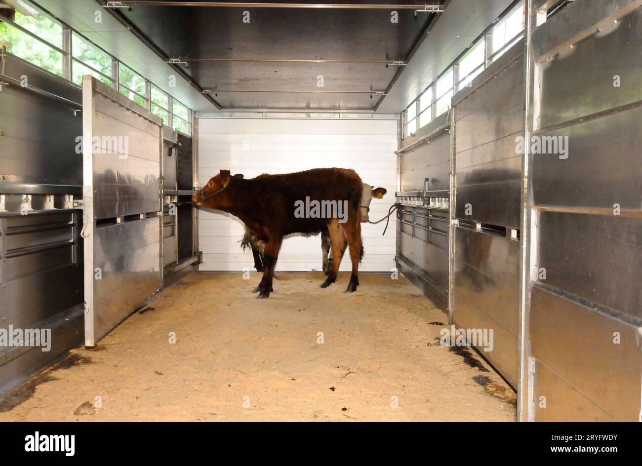 Animal transport, cows in a truck Stock Photo Alamy