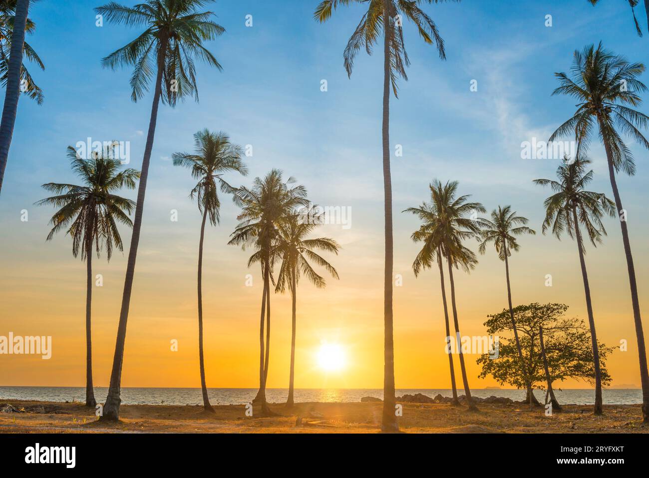 Sunset with palm trees on beach Stock Photo - Alamy