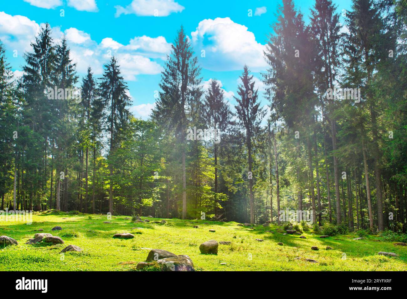 Lawn park park sun hi-res stock photography and images - Alamy