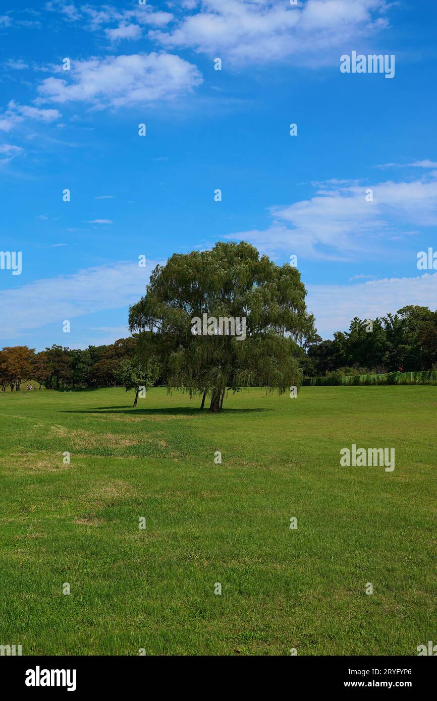 Green grass beneath hi-res stock photography and images - Alamy