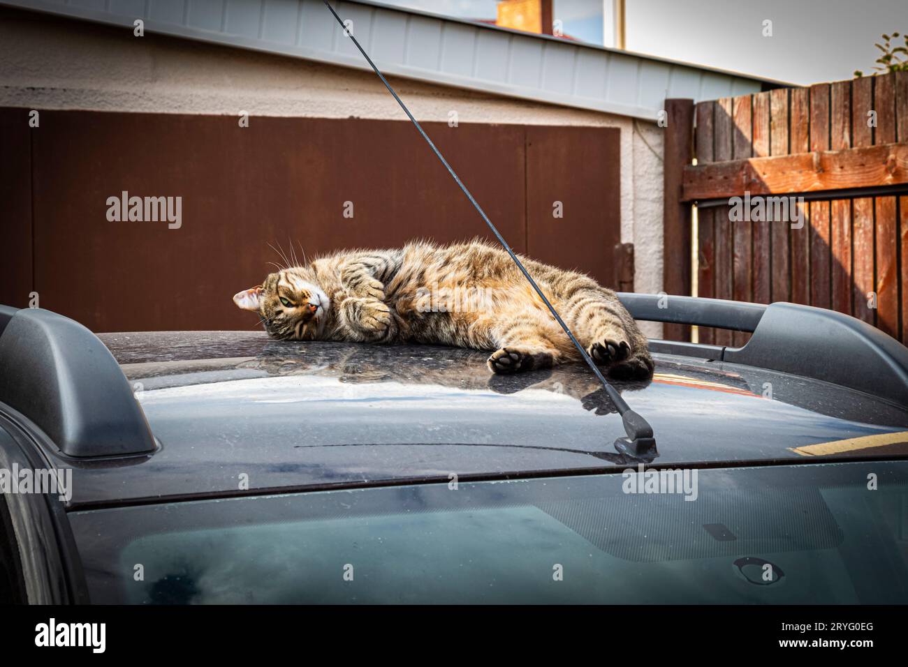 The tabby cat is fast asleep on the roof of the car Stock Photo Alamy