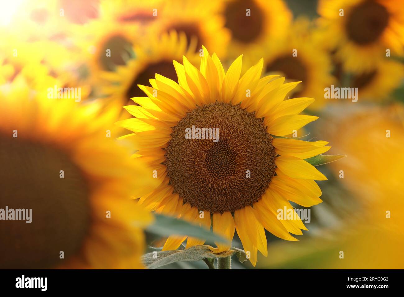 Detailed Red Velvet Sunflower Abstract for Your Screen Detailed Red Velvet Sunflower Abstract for Your Screen