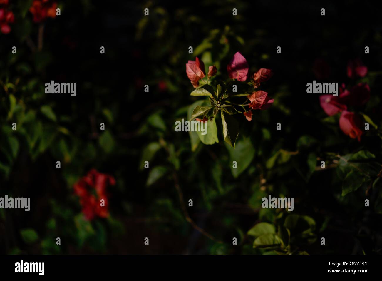 Red cotton flowers at night with lamp light, visible from the side. Close-up of red flowering plant Stock Photo