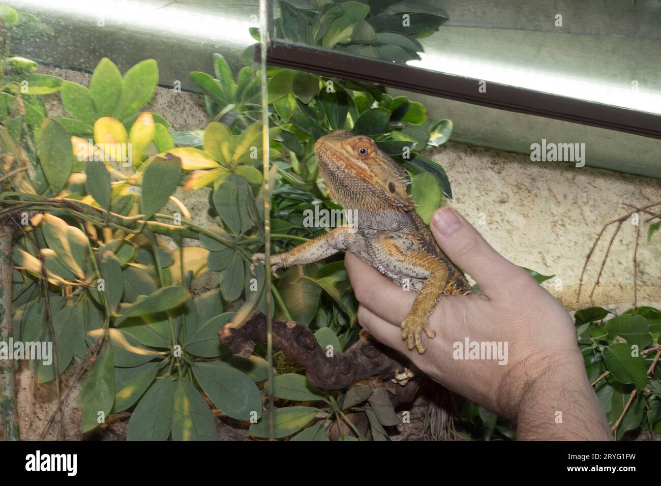 Agamidae a species of iguana lizards Stock Photo