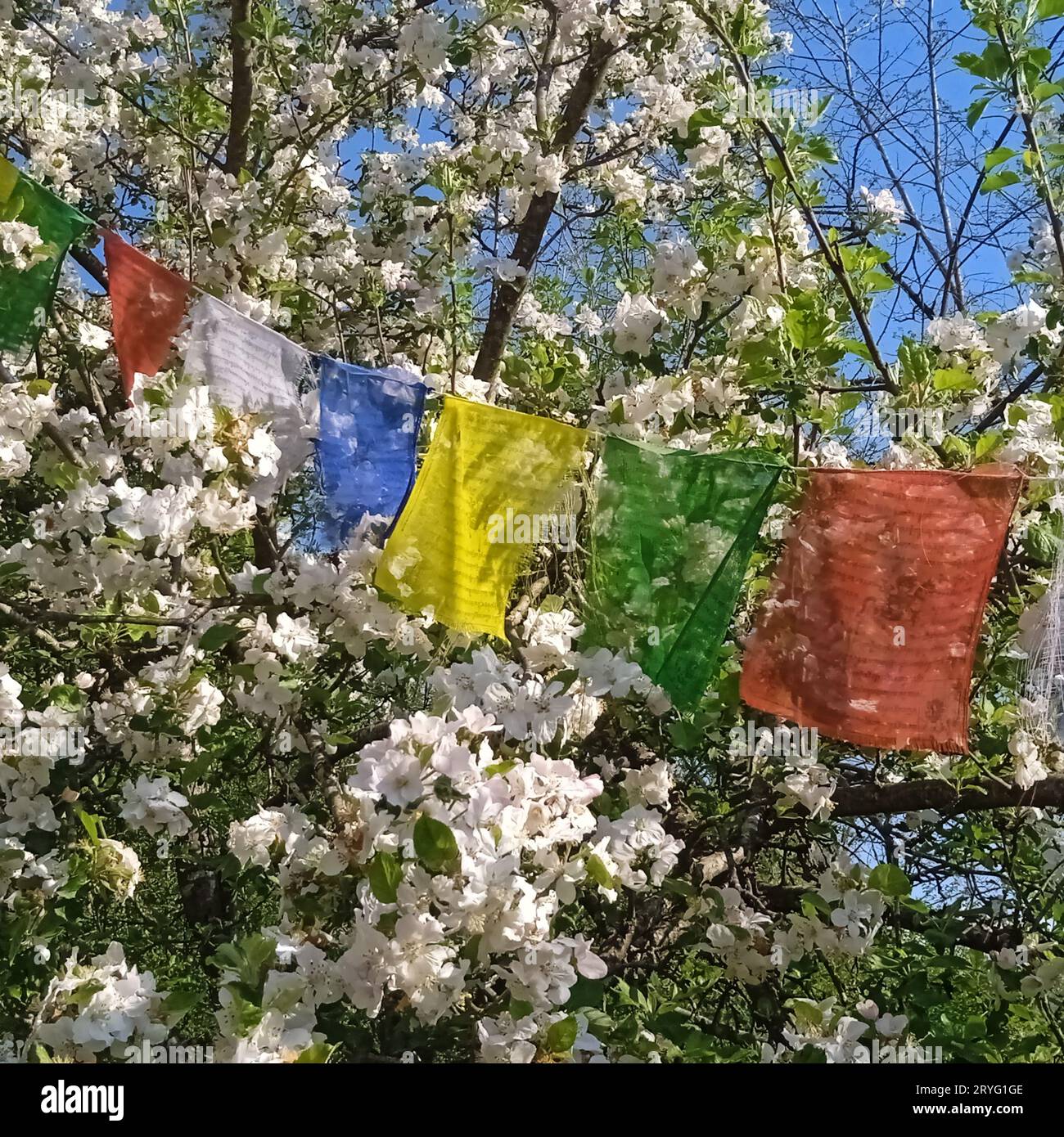 Tibetan prayer flag in buddhism Stock Photo