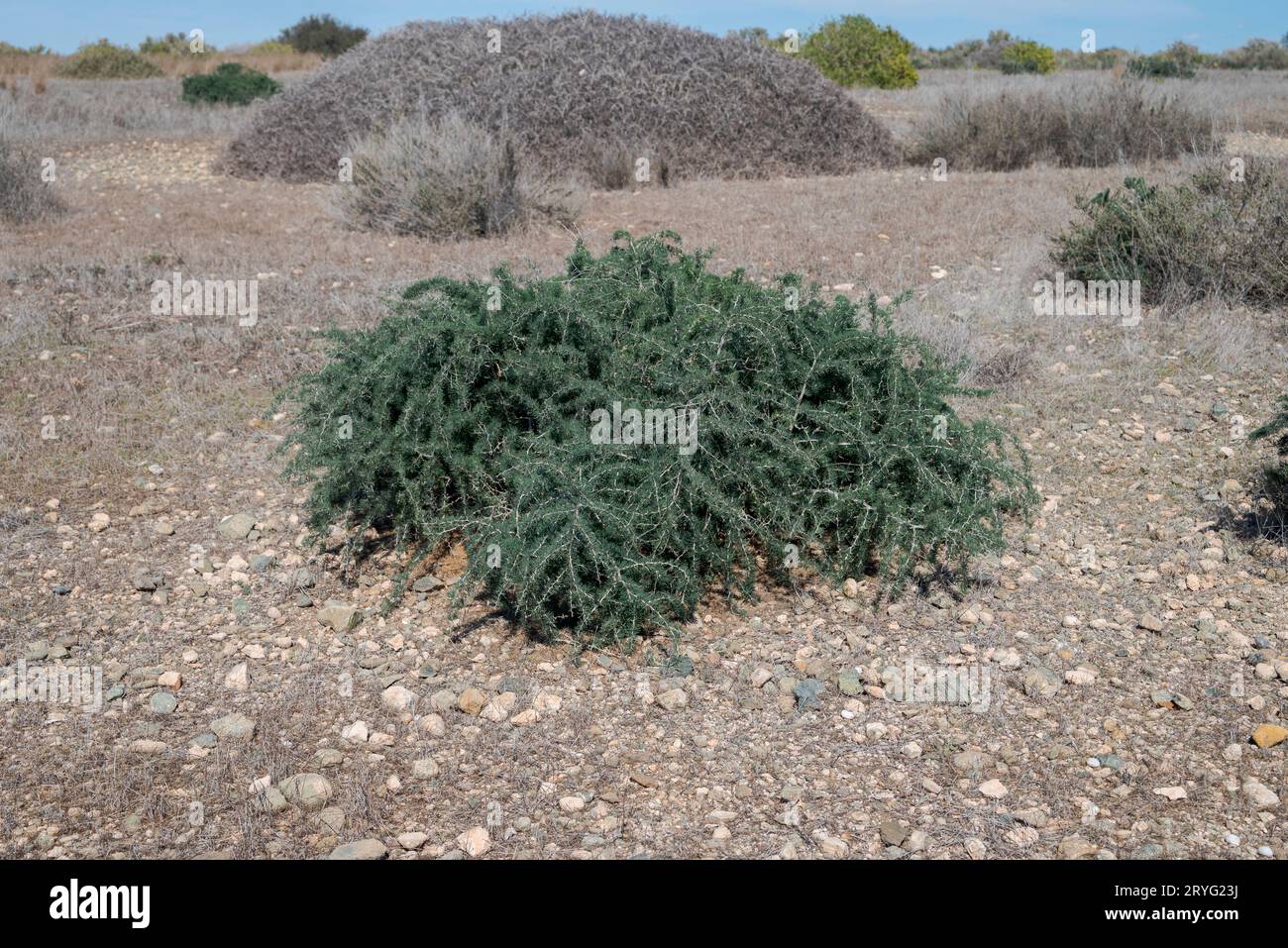 Asparagus albus. Photo taken in the Tabarca Island, province of Alicante, Spain Stock Photo