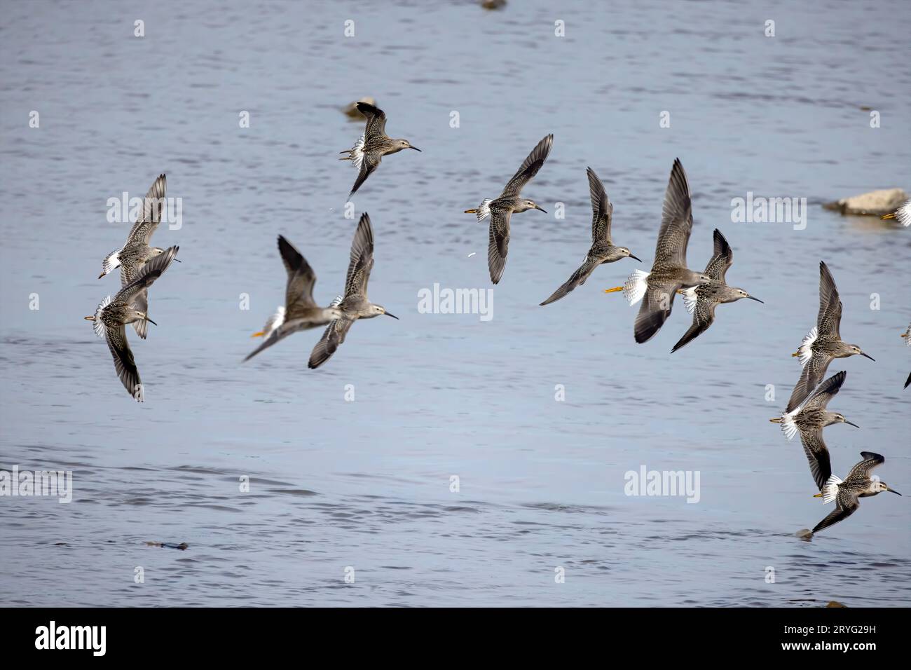 Flock of shorebirds in flight Stock Photo