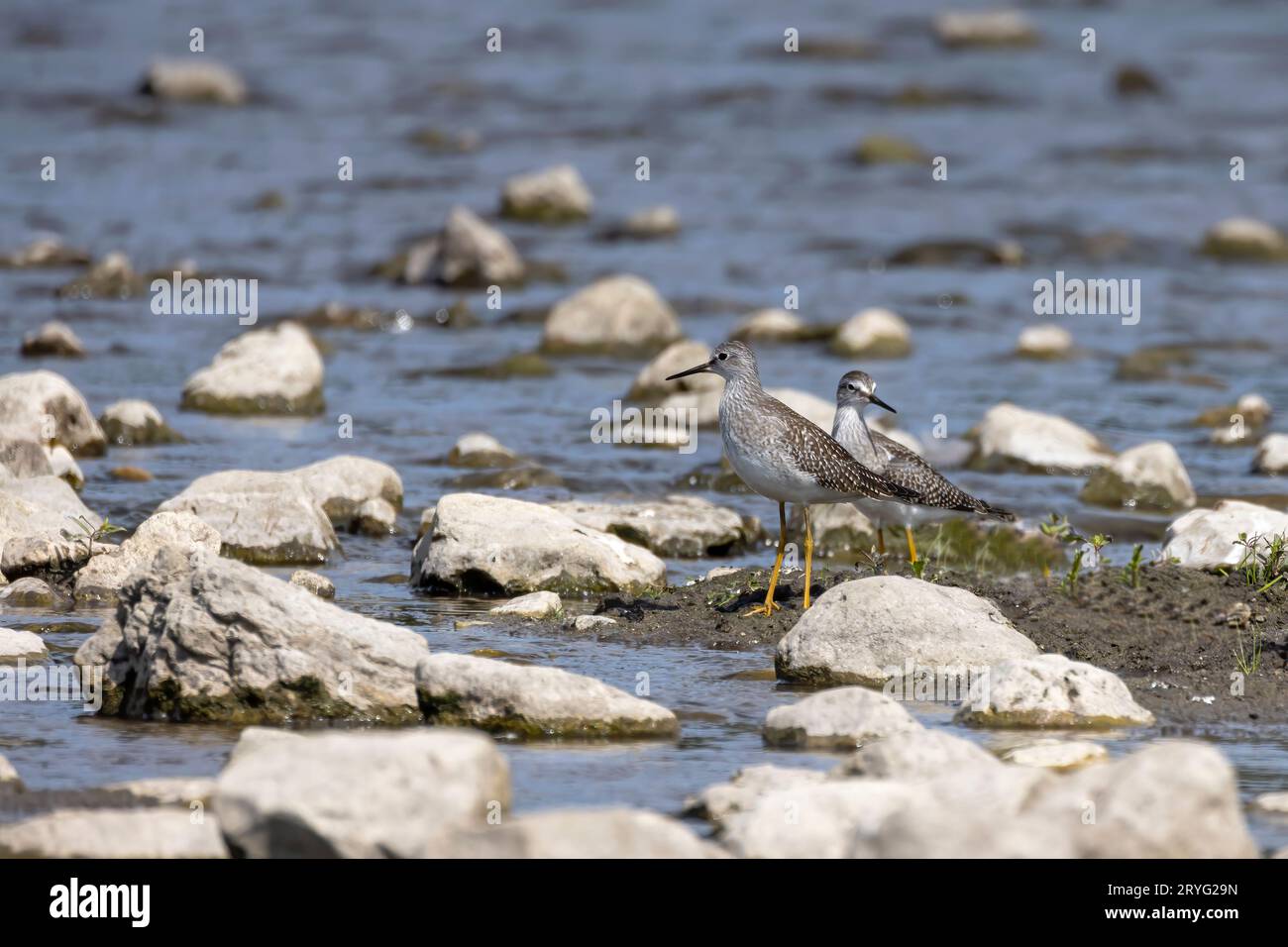 Waders or shorebirds Stock Photo