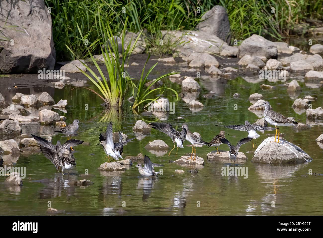A shorebirds looking for food in shallow water in a river Stock Photo