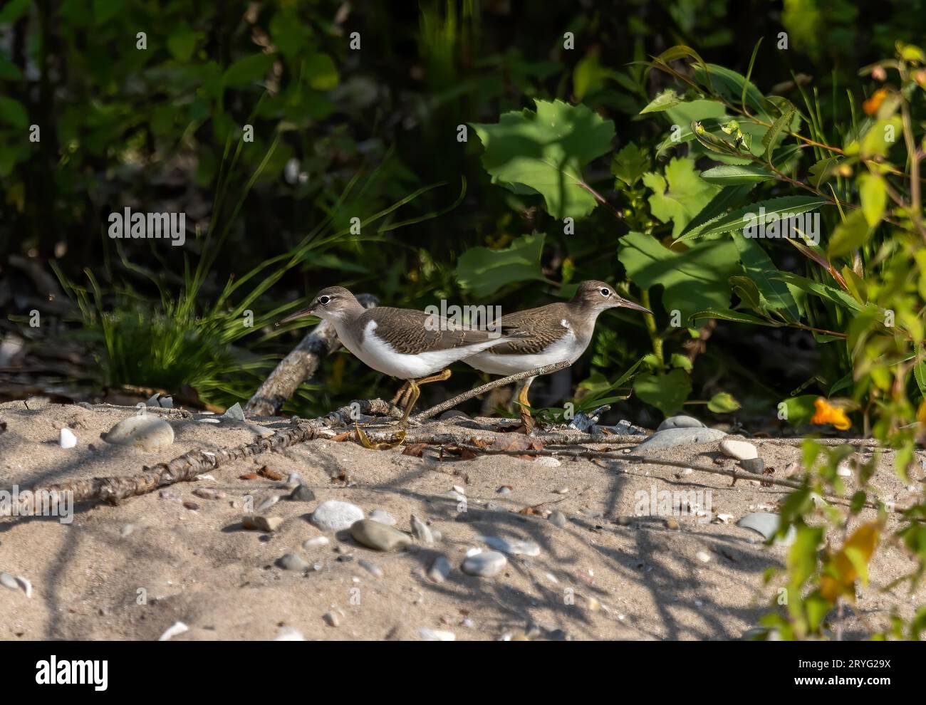The spotted sandpiper (Actitis macularius) Stock Photo