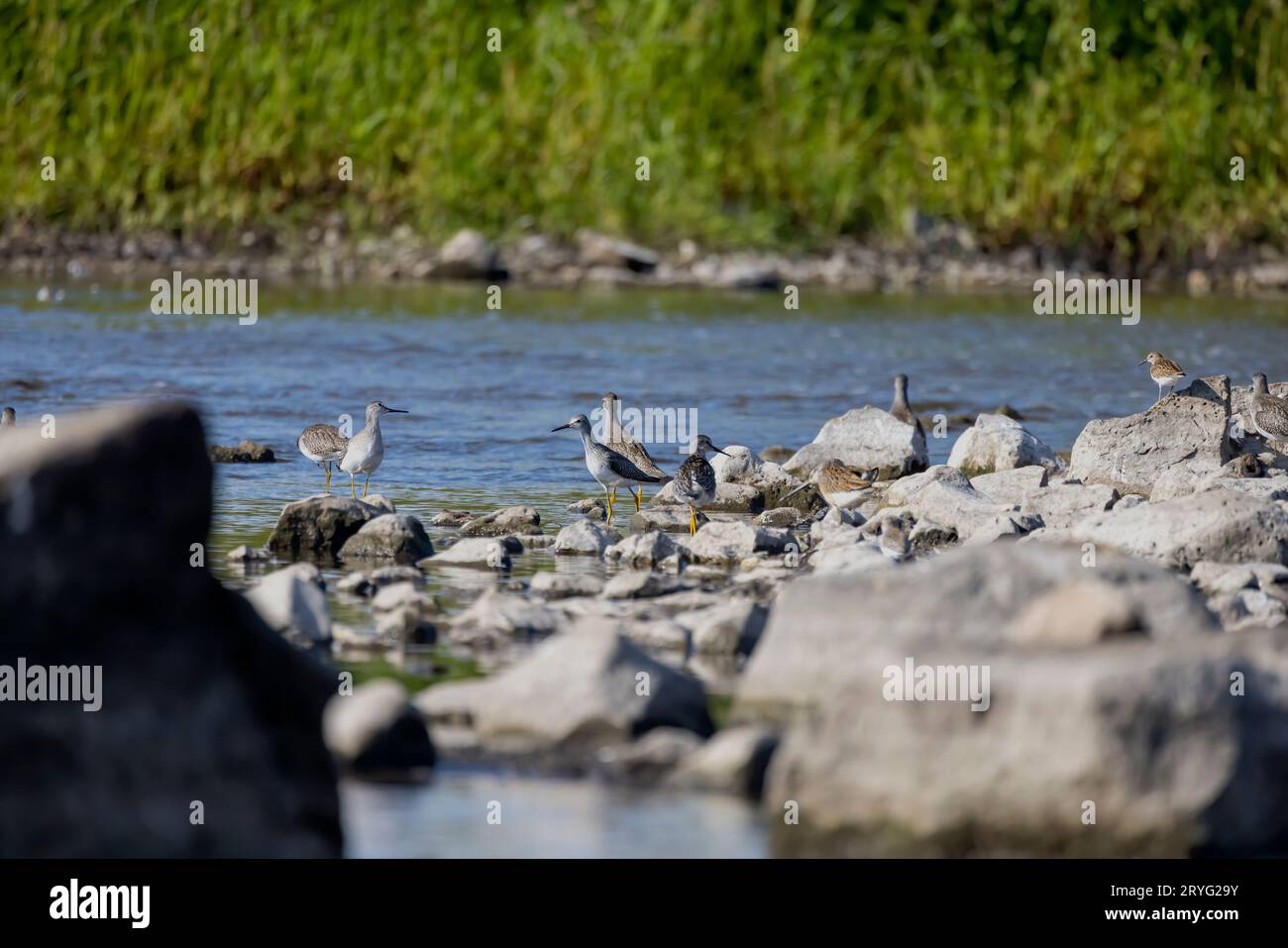 A shorebirds looking for food in shallow water in a river Stock Photo