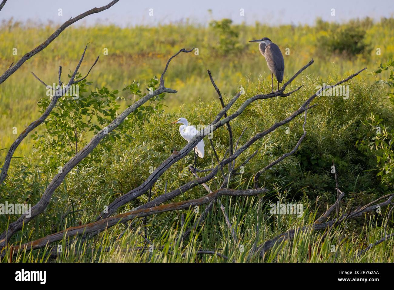 Snowy egret and Great blue heron Stock Photo