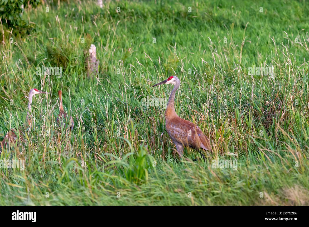 The Sandhill Crane (Grus canadensis Stock Photo - Alamy