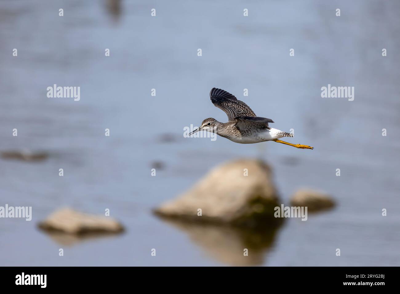 Waders or shorebirds Stock Photo