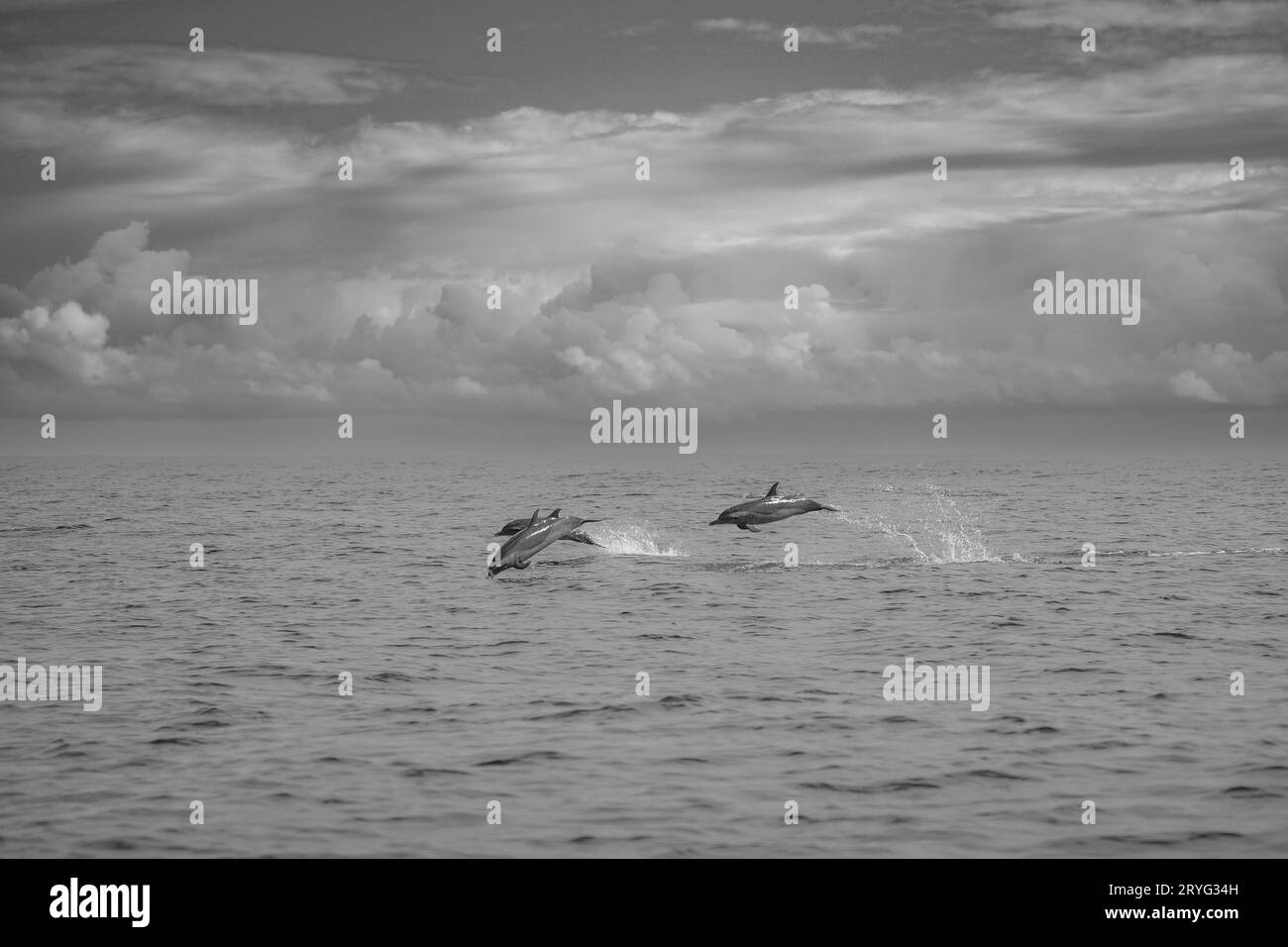 Stenella dolphins of Mayotte lagoon Indian Ocean Stock Photo - Alamy