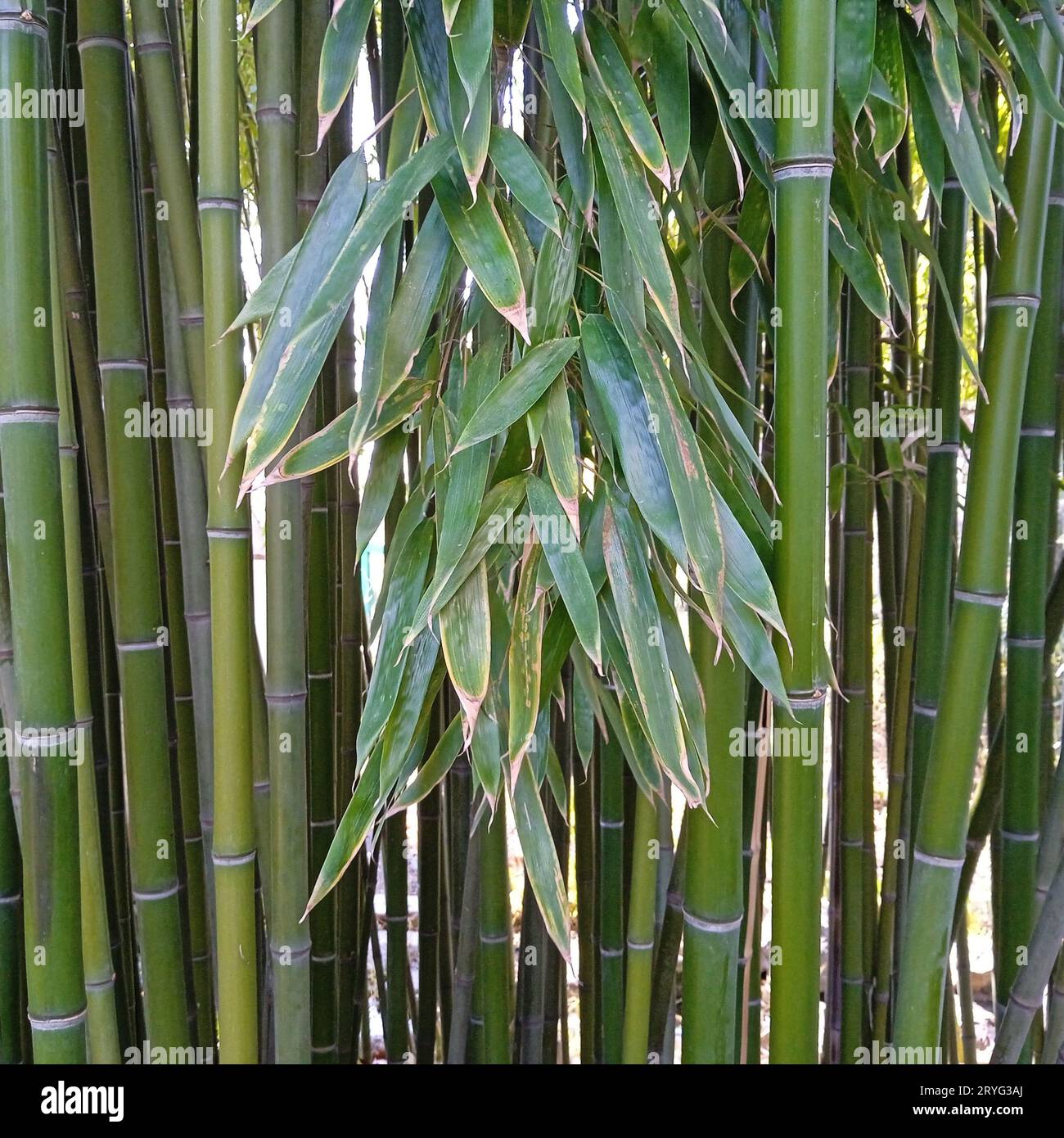Bamboo plants, evergreen perennial flowering plants Stock Photo Alamy